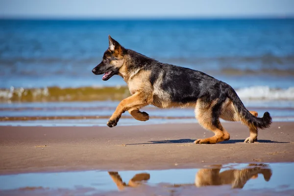 Adorable german shepherd puppy — Stock Photo, Image