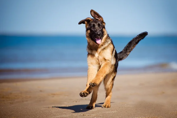 Adorable german shepherd puppy — Stock Photo, Image