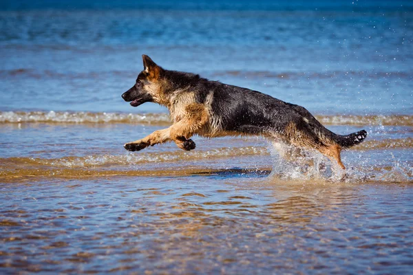Adorável cachorro pastor alemão — Fotografia de Stock