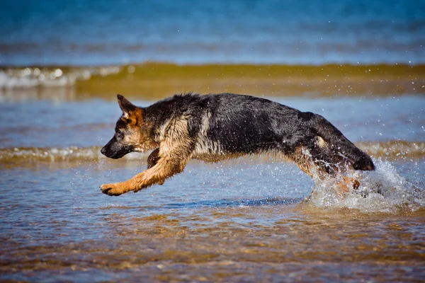 Adorable german shepherd puppy — Stock Photo, Image