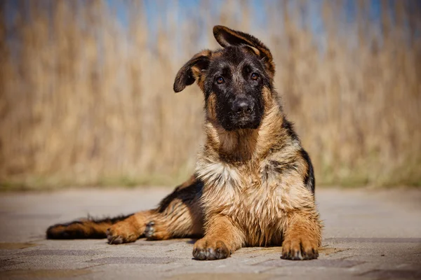 Adorable cachorro pastor alemán —  Fotos de Stock