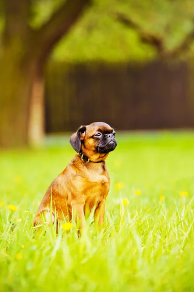 グリフォンエンタープライズ子犬屋外 — ストック写真