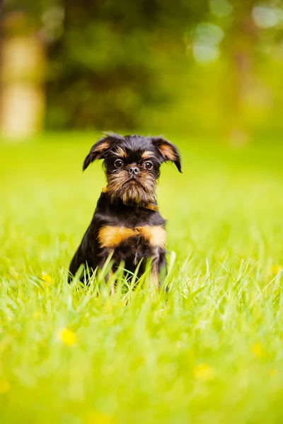 Griffon pup buitenshuis — Stockfoto