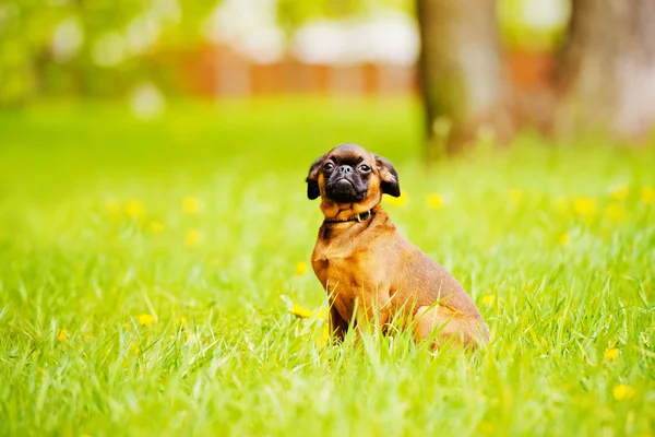 Cãozinho Griffon ao ar livre — Fotografia de Stock