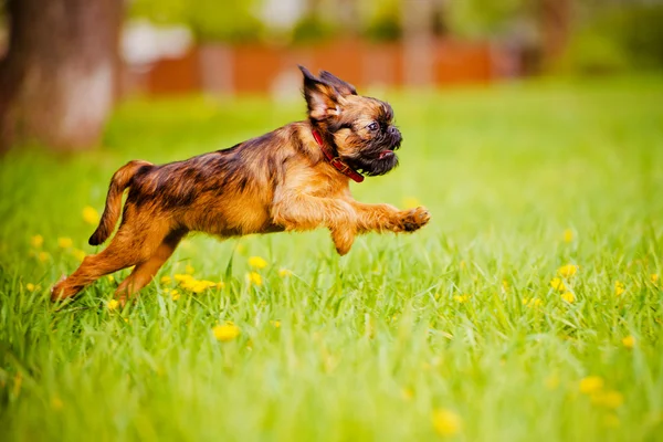 Griffon valp utomhus — Stockfoto