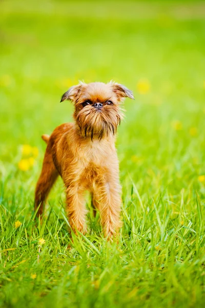 Grifone cucciolo all'aperto — Foto Stock