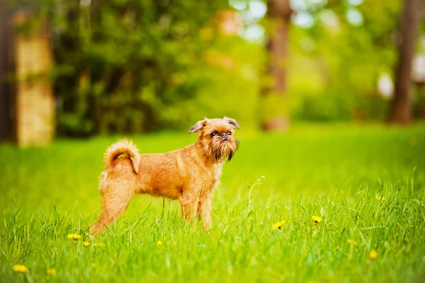 Açık havada Griffon köpek yavrusu — Stok fotoğraf