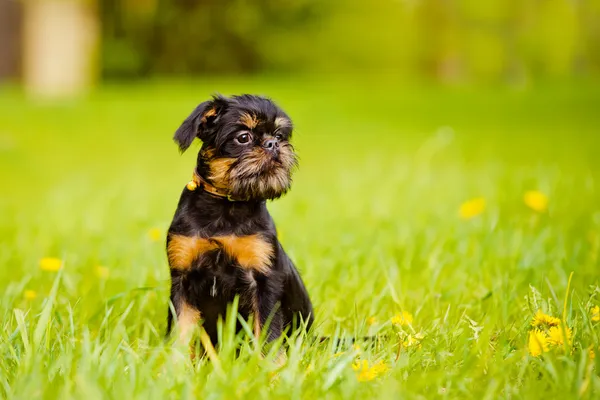 Griffon pup buitenshuis — Stockfoto