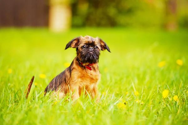 Griffon cachorro al aire libre —  Fotos de Stock