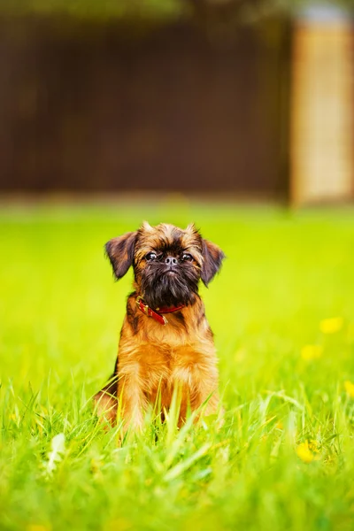 Açık havada Griffon köpek yavrusu — Stok fotoğraf