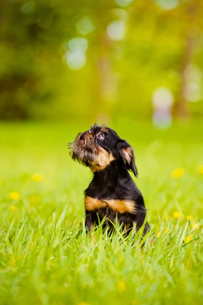 Грифон щенок на открытом воздухе — стоковое фото