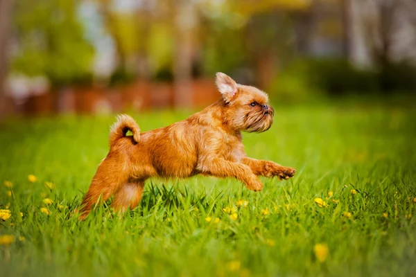 Cãozinho Griffon ao ar livre — Fotografia de Stock