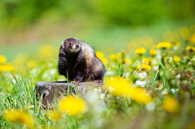 dışarıda evde beslenen hayvan yaban gelinciği