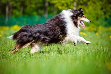 Shetland koyun açık havada