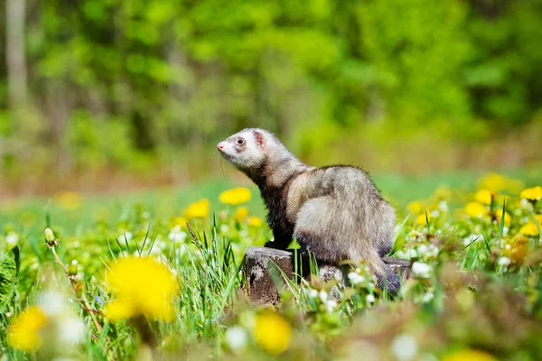 Pet ferret outdoors — Stock Photo, Image