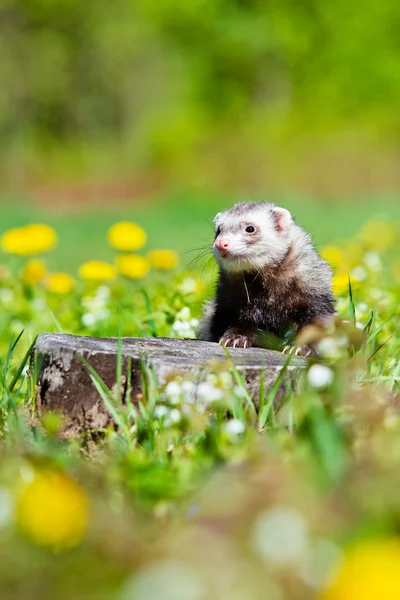 На відкритому повітрі Pet ferret — стокове фото