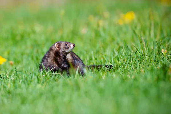 На відкритому повітрі Pet ferret — стокове фото