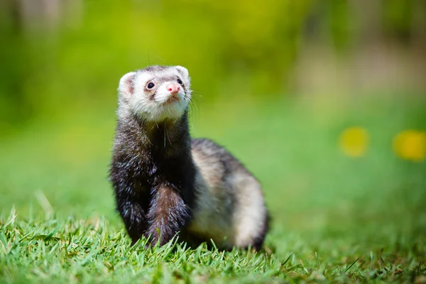 На відкритому повітрі Pet ferret — стокове фото