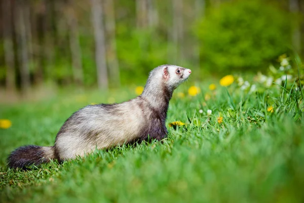 На відкритому повітрі Pet ferret — стокове фото