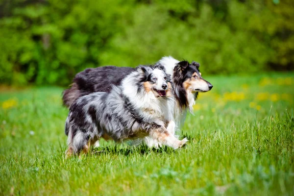 Shetland sheepdog outdoors — Stock Photo, Image