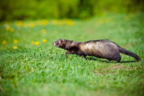 На відкритому повітрі Pet ferret — стокове фото