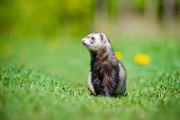 На відкритому повітрі Pet ferret — стокове фото