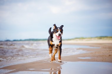 büyük İsviçre dağ köpek sahilde