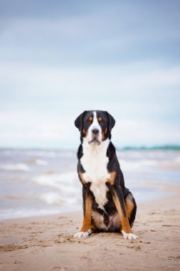 büyük İsviçre dağ köpek sahilde