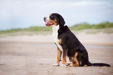 büyük İsviçre dağ köpek sahilde