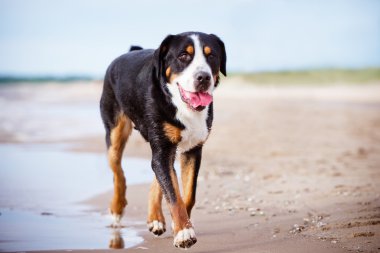 büyük İsviçre dağ köpek sahilde