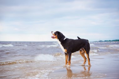 büyük İsviçre dağ köpek sahilde