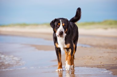büyük İsviçre dağ köpek sahilde