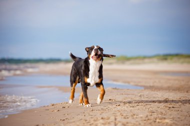 büyük İsviçre dağ köpek sahilde