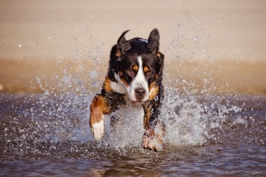 büyük İsviçre dağ köpek sahilde