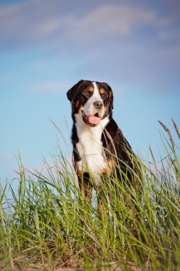 büyük İsviçre dağ köpek