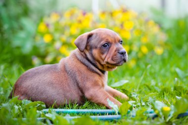 Kırmızı staffordshire bull terrier yavrusu