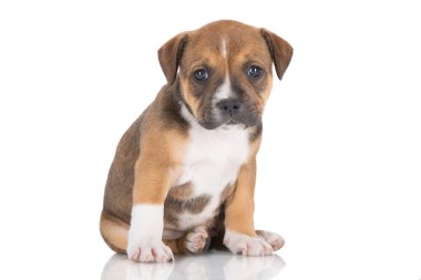Kırmızı staffordshire bull terrier yavrusu