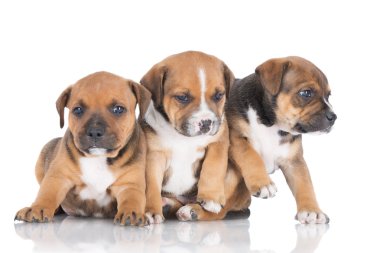 Staffordshire bull terrier yavruları