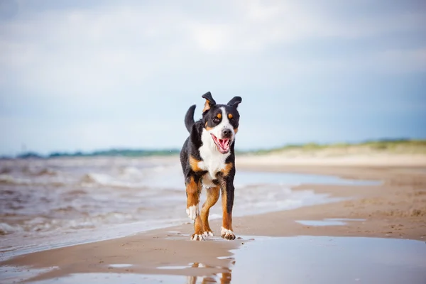 Great swiss mountain dog on the beach — Stock Photo, Image