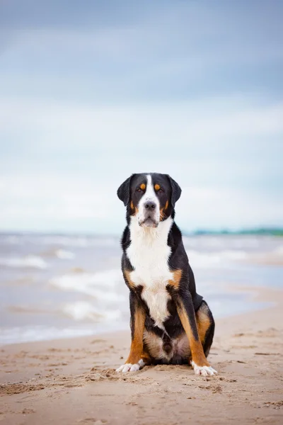 Grande cane svizzero di montagna sulla spiaggia — Foto Stock