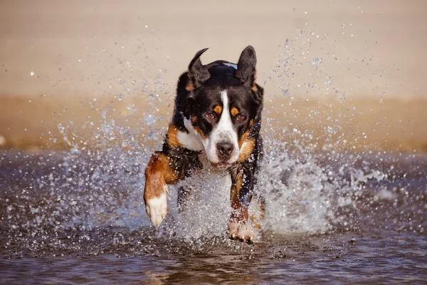Great swiss mountain dog on the beach — Stock Photo, Image