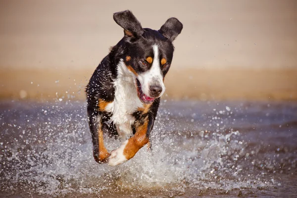 Grande suíço cão de montanha na praia — Fotografia de Stock