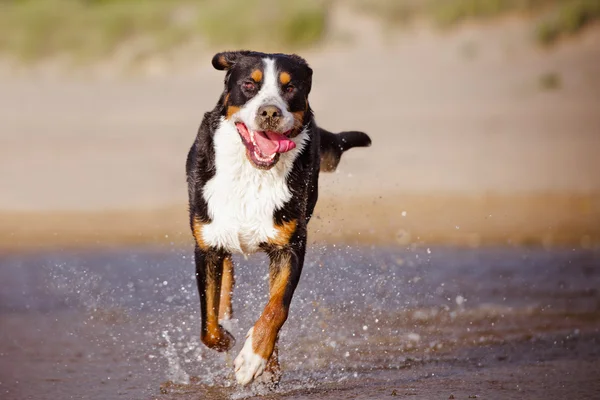 Gran perro de montaña suizo en la playa — Foto de Stock