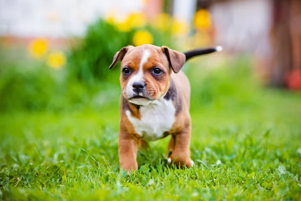 Staffordshire bull terrier valp — Stockfoto