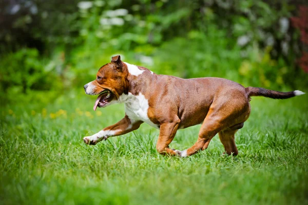 Staffordshire bull terrier dog outdoors — Stock Photo, Image