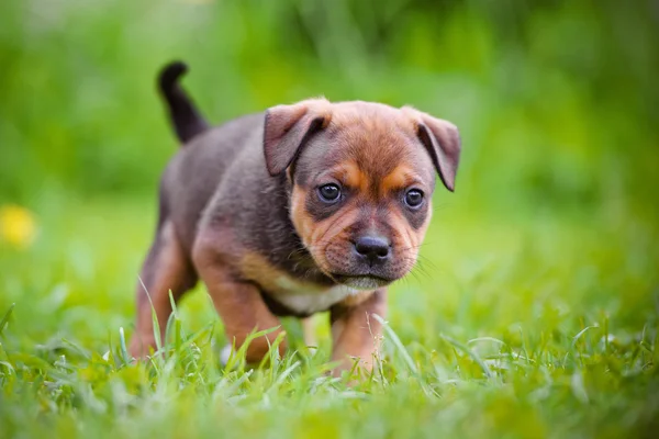 赤いスタッフォードシャー ・ ブル ・ テリアの子犬 — ストック写真