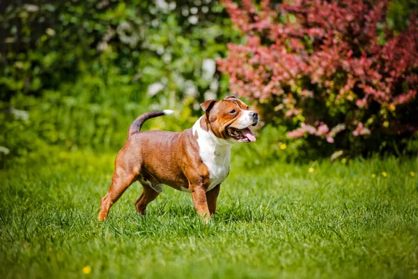 Staffordshire bull terrier dog outdoors — Stock Photo, Image