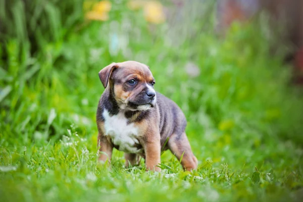 Szczeniak czerwony staffordshire bull terrier — Zdjęcie stockowe