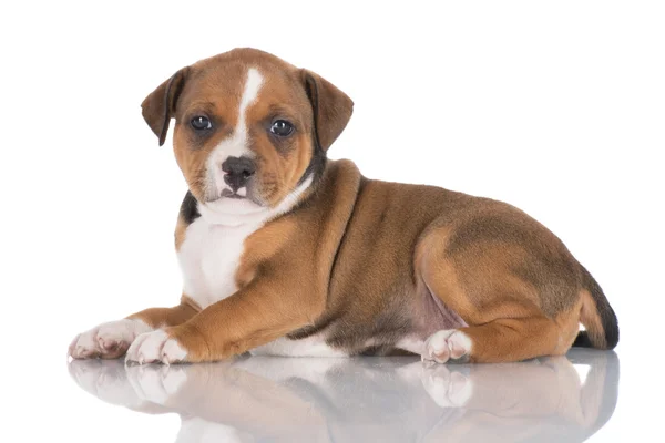 Red staffordshire toro terrier cucciolo — Foto Stock