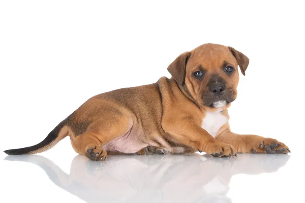 Red staffordshire bull terrier puppy — Stock Photo, Image